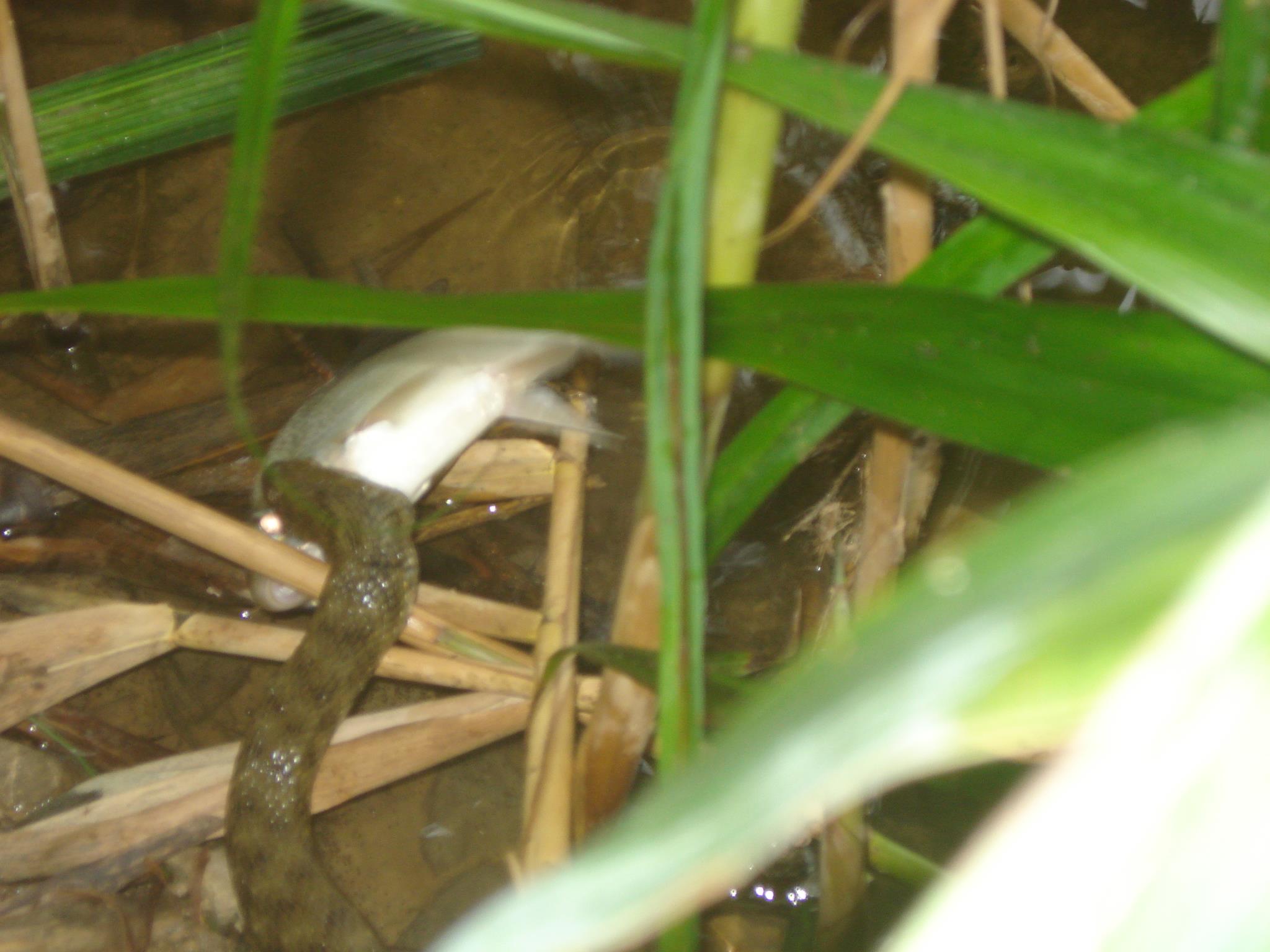 Tancabesti 20 - 22 aug. - DSC00378.JPG